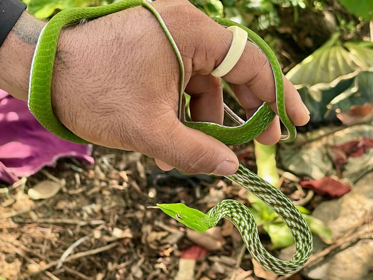Sri Lanka tea plantation